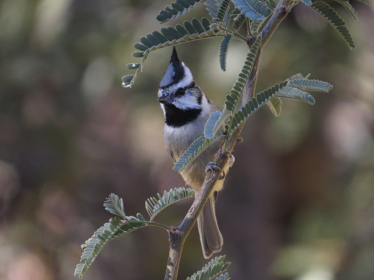 Bridled Titmouse - ML646618244