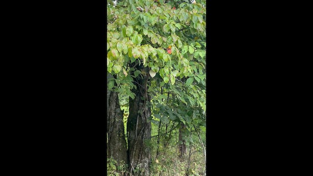 Kentaki Ötleğeni - ML646618246