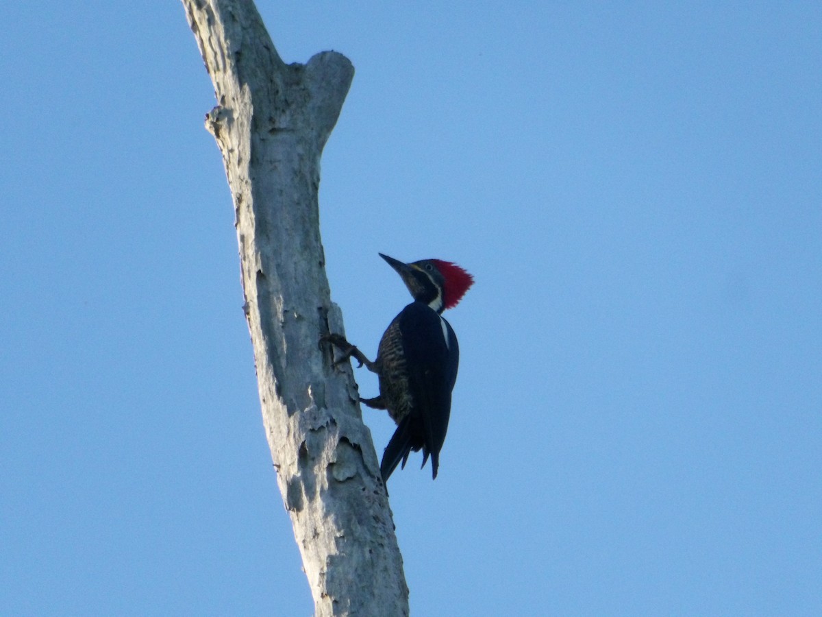 Pic ouentou - ML646618249