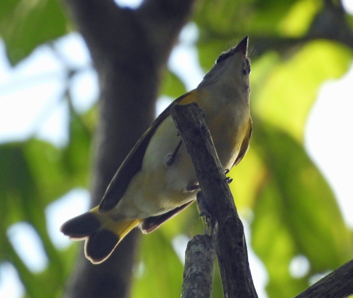 סבכון חכלילי - ML646618250