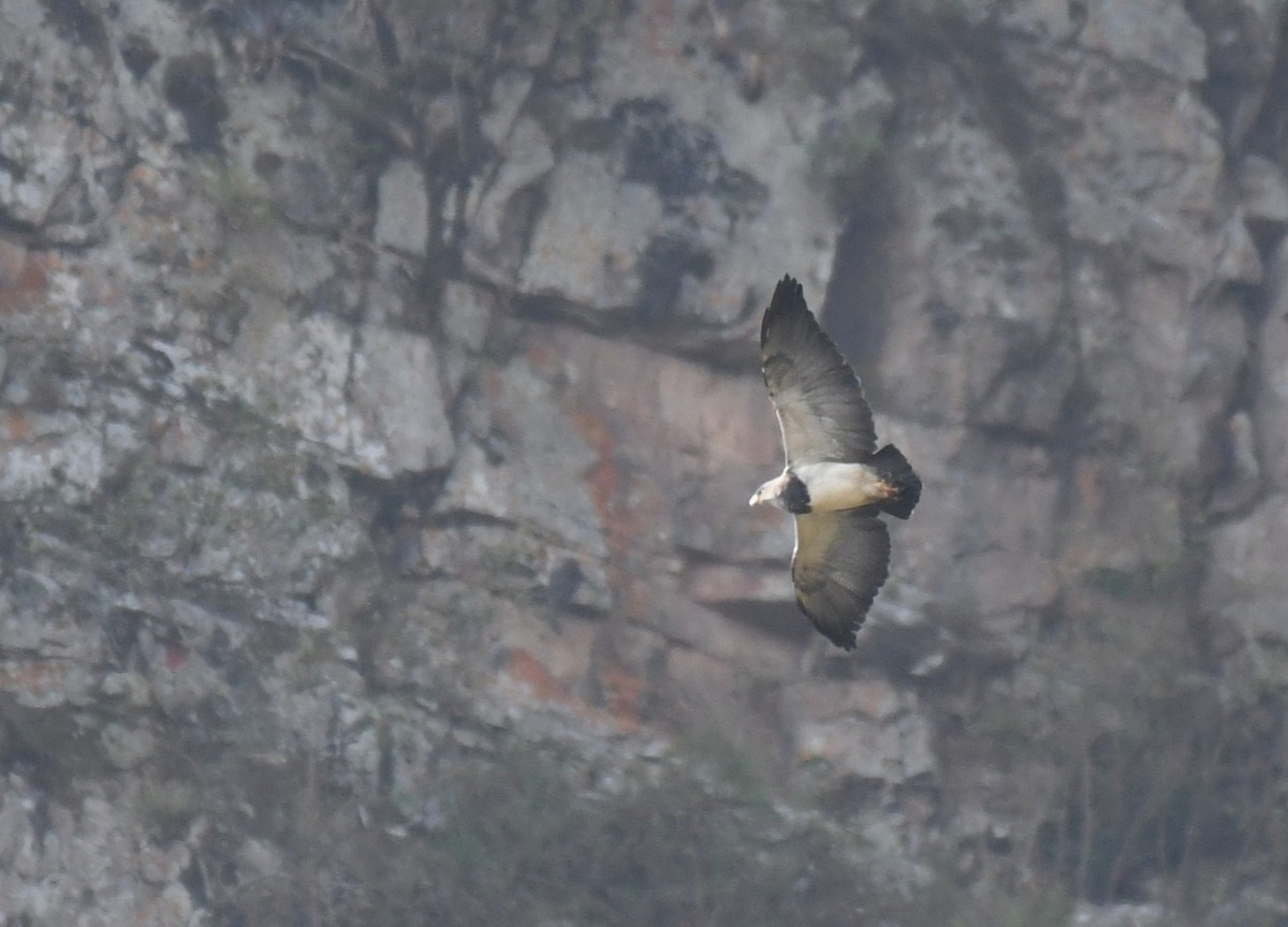 høvdingvåk - ML646618251