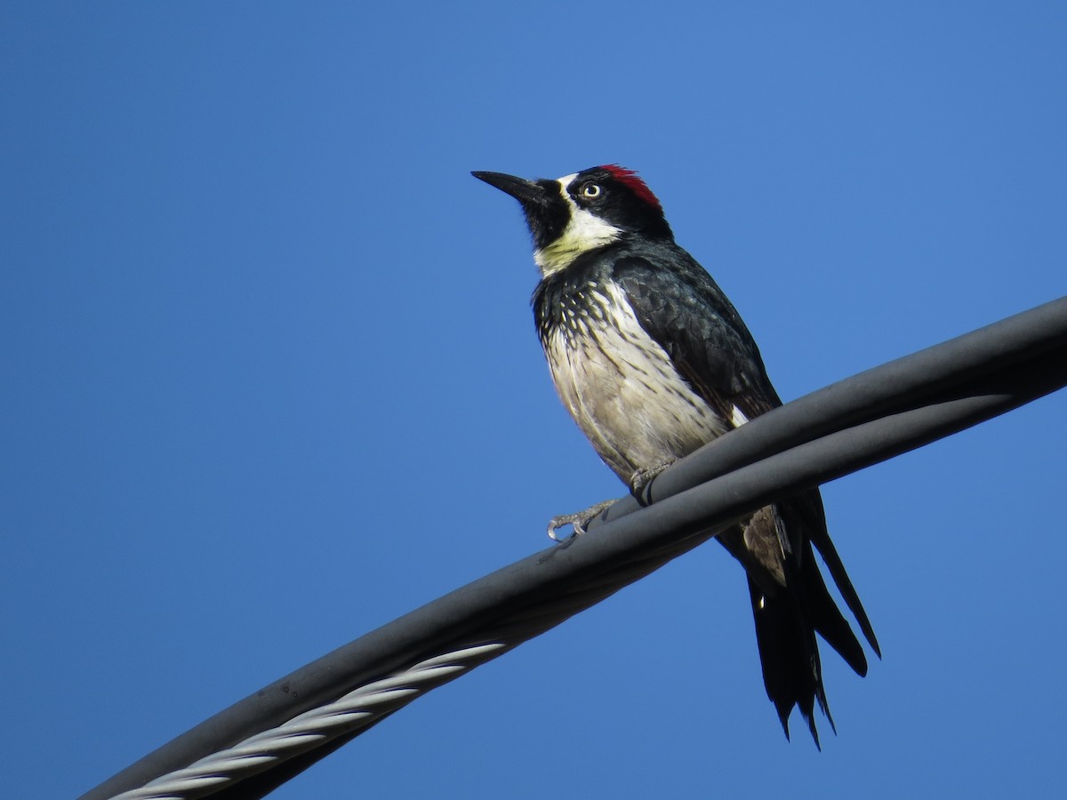 Acorn Woodpecker - ML646618255