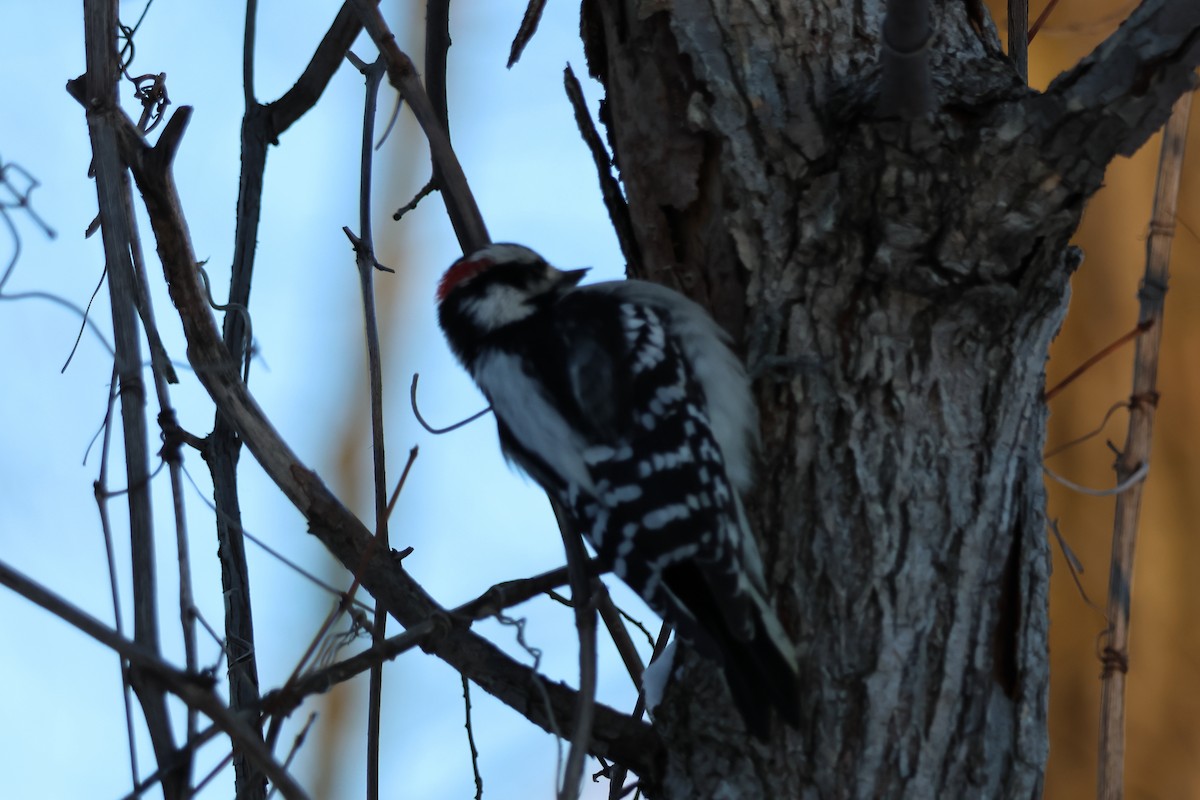 Downy Woodpecker - ML646618256