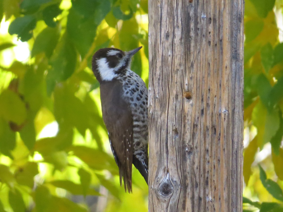 Arizona Woodpecker - ML646618259