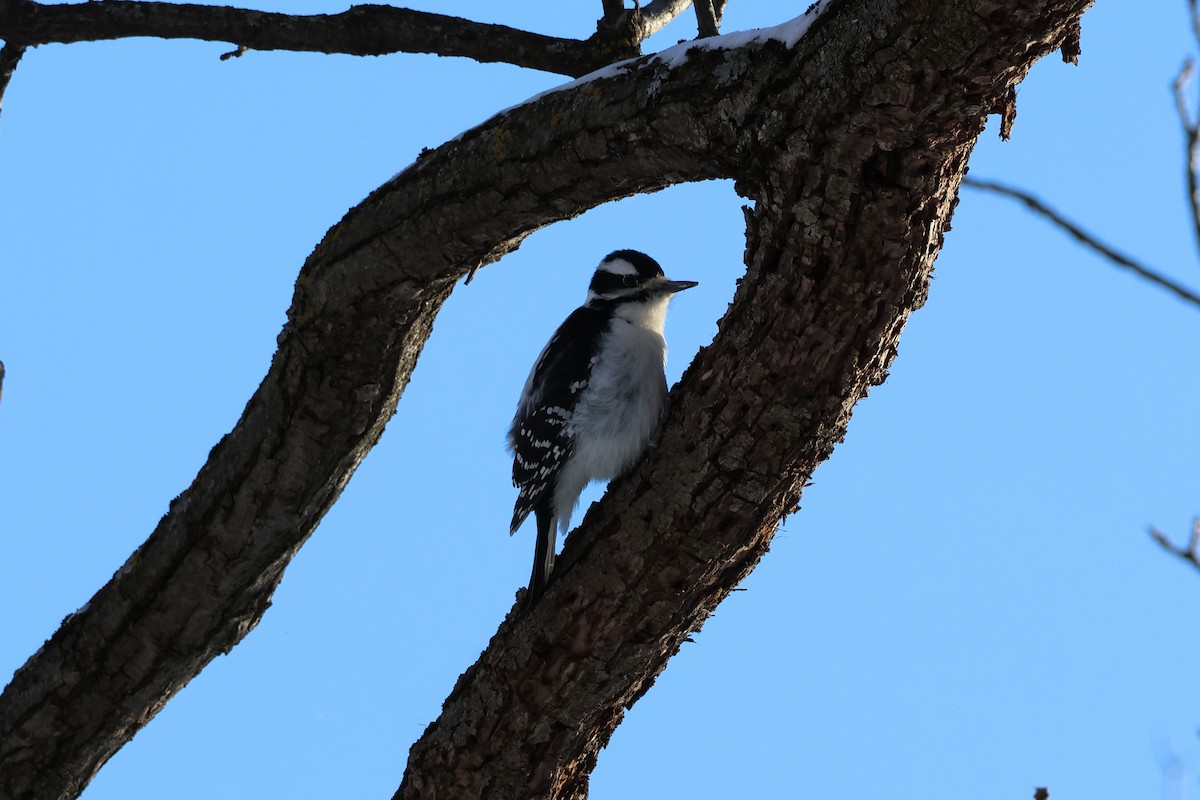 Hairy Woodpecker - ML646618260