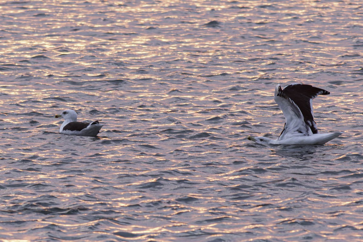 Great Black-backed Gull - ML646618277