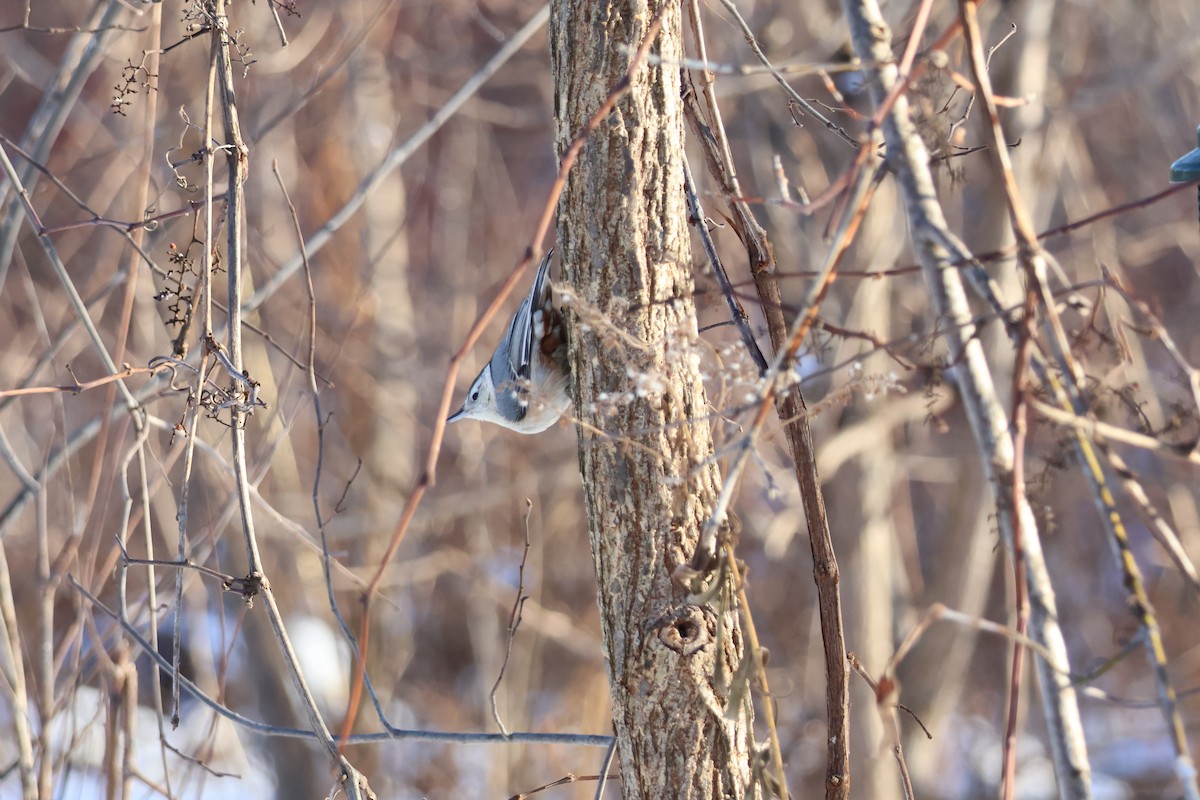 Weißbrustkleiber - ML646618279