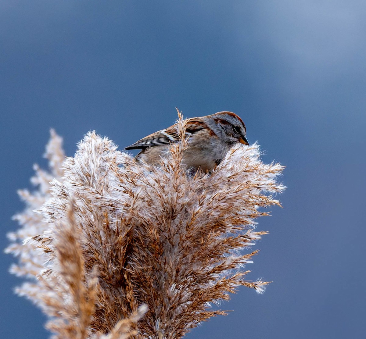 American Tree Sparrow - ML646618280