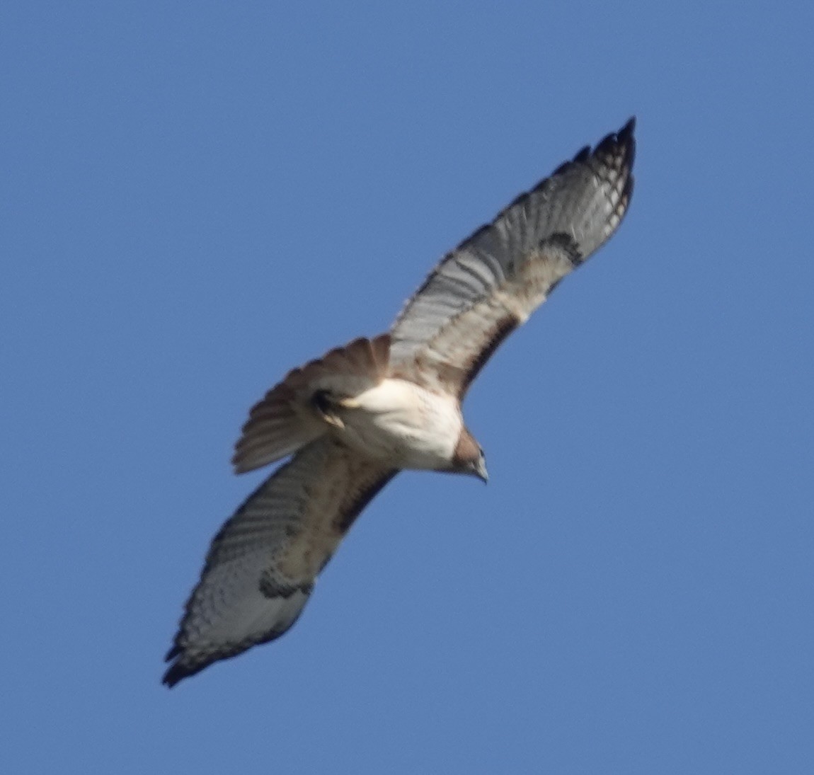 Red-tailed Hawk - ML646618285