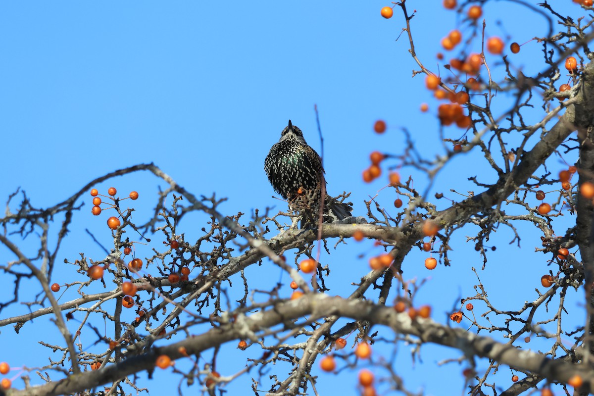 European Starling - ML646618286
