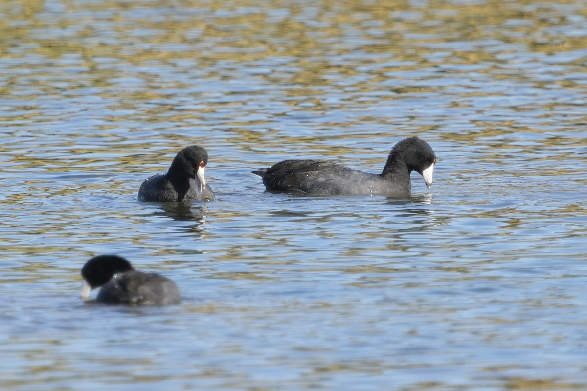 Kopetazuri amerikarra - ML646618287