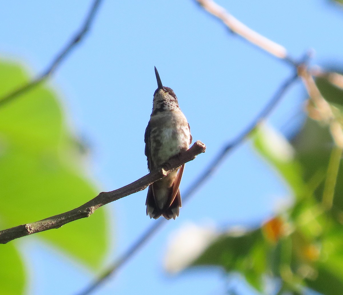 Ruby-throated Hummingbird - ML646618288