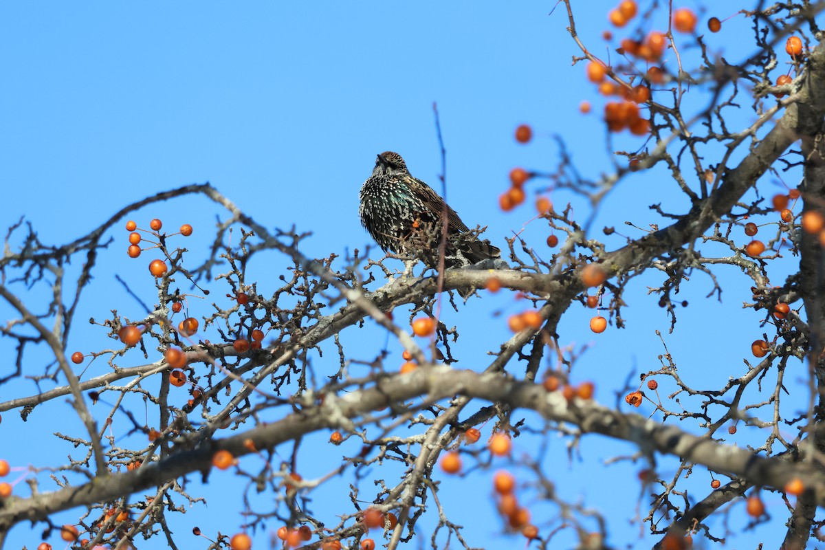 European Starling - ML646618290