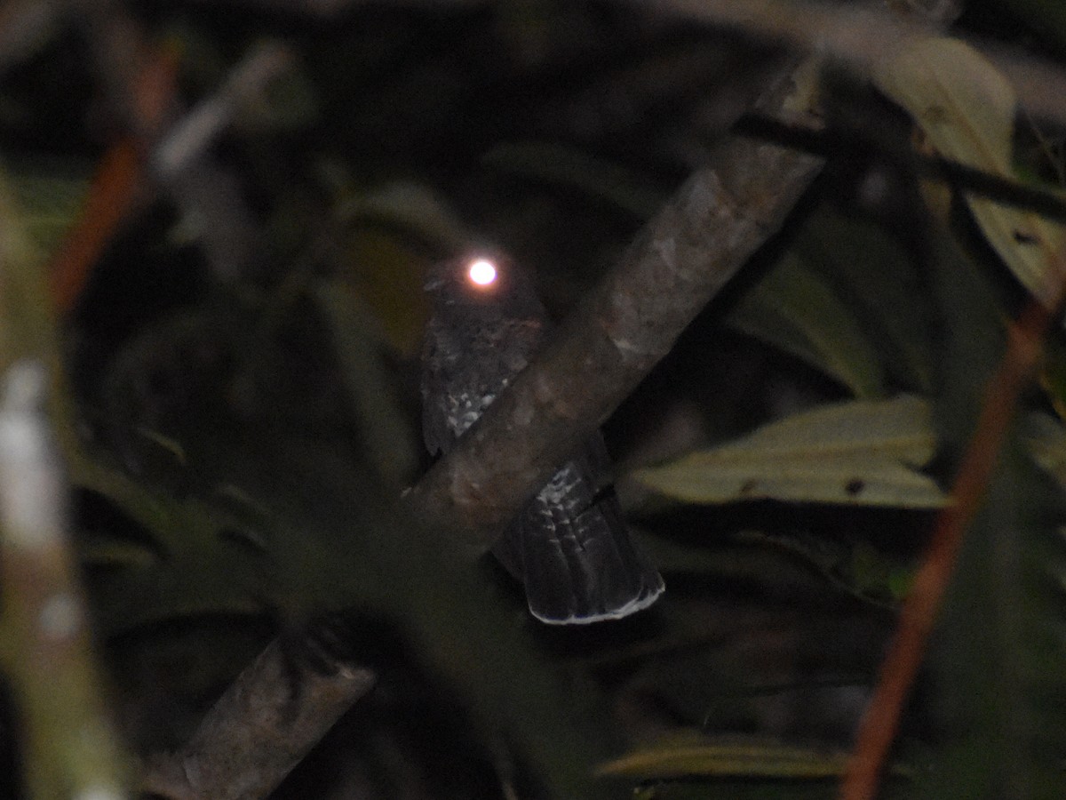 Choco Poorwill - ML646618292