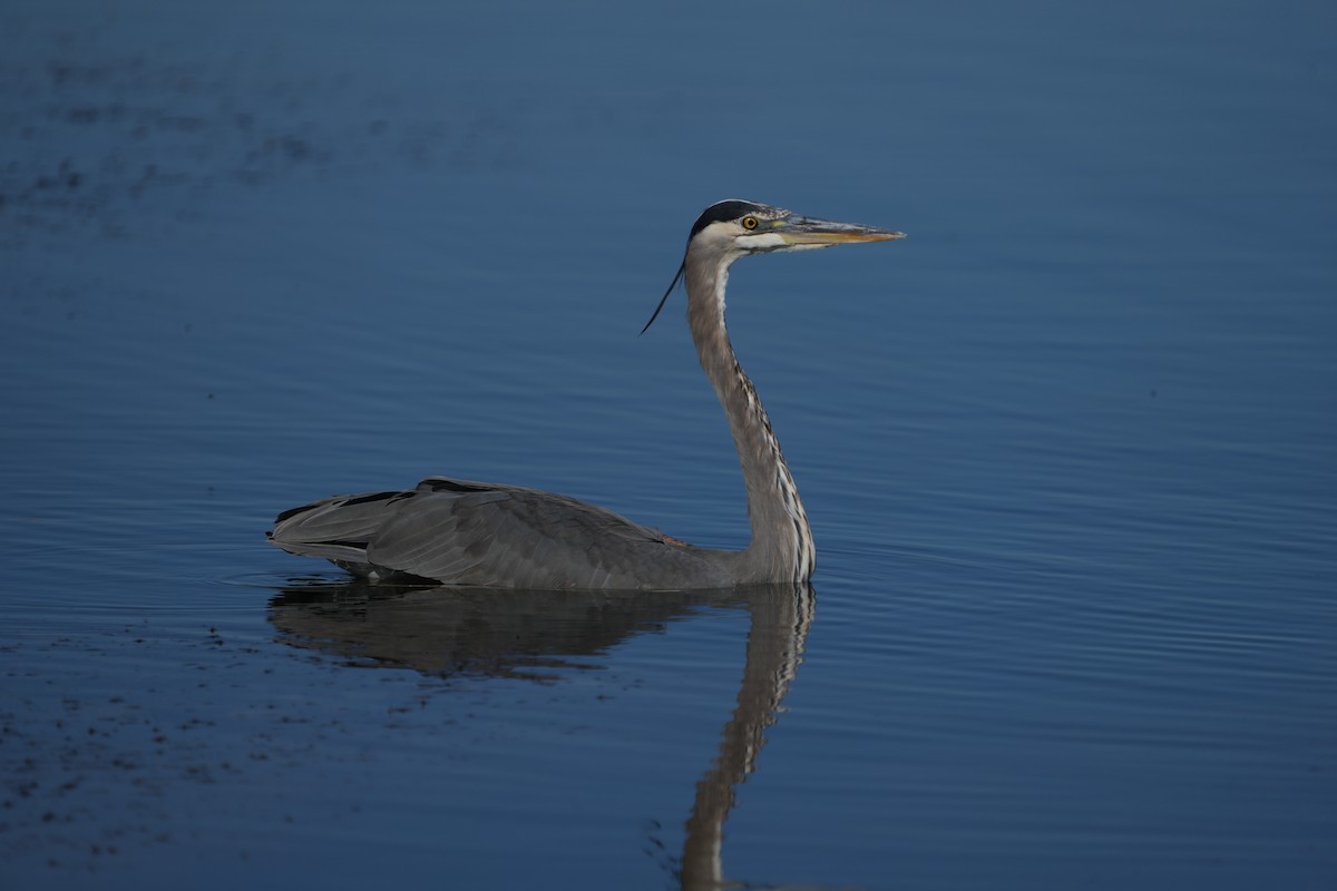 volavka velká - ML646618293