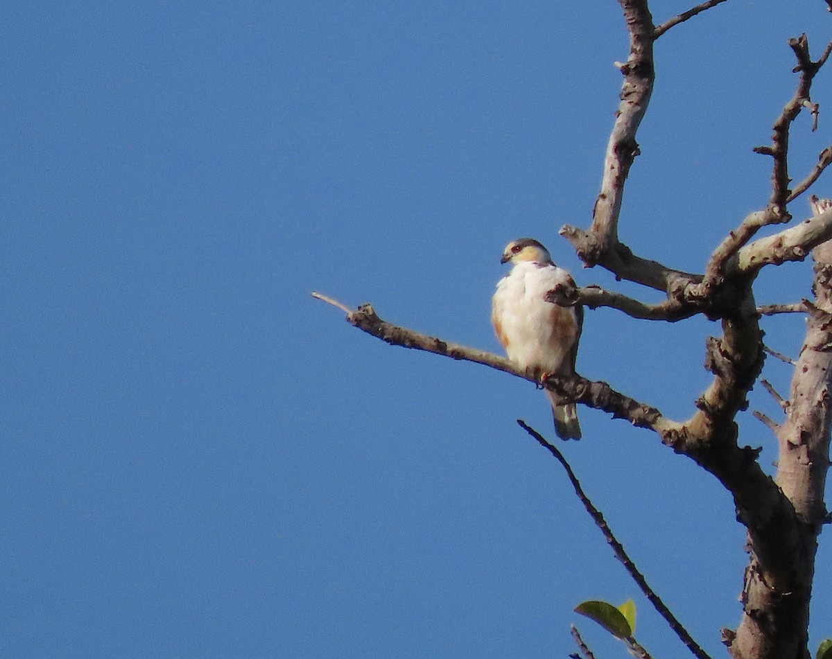 Pearl Kite - ML646618294