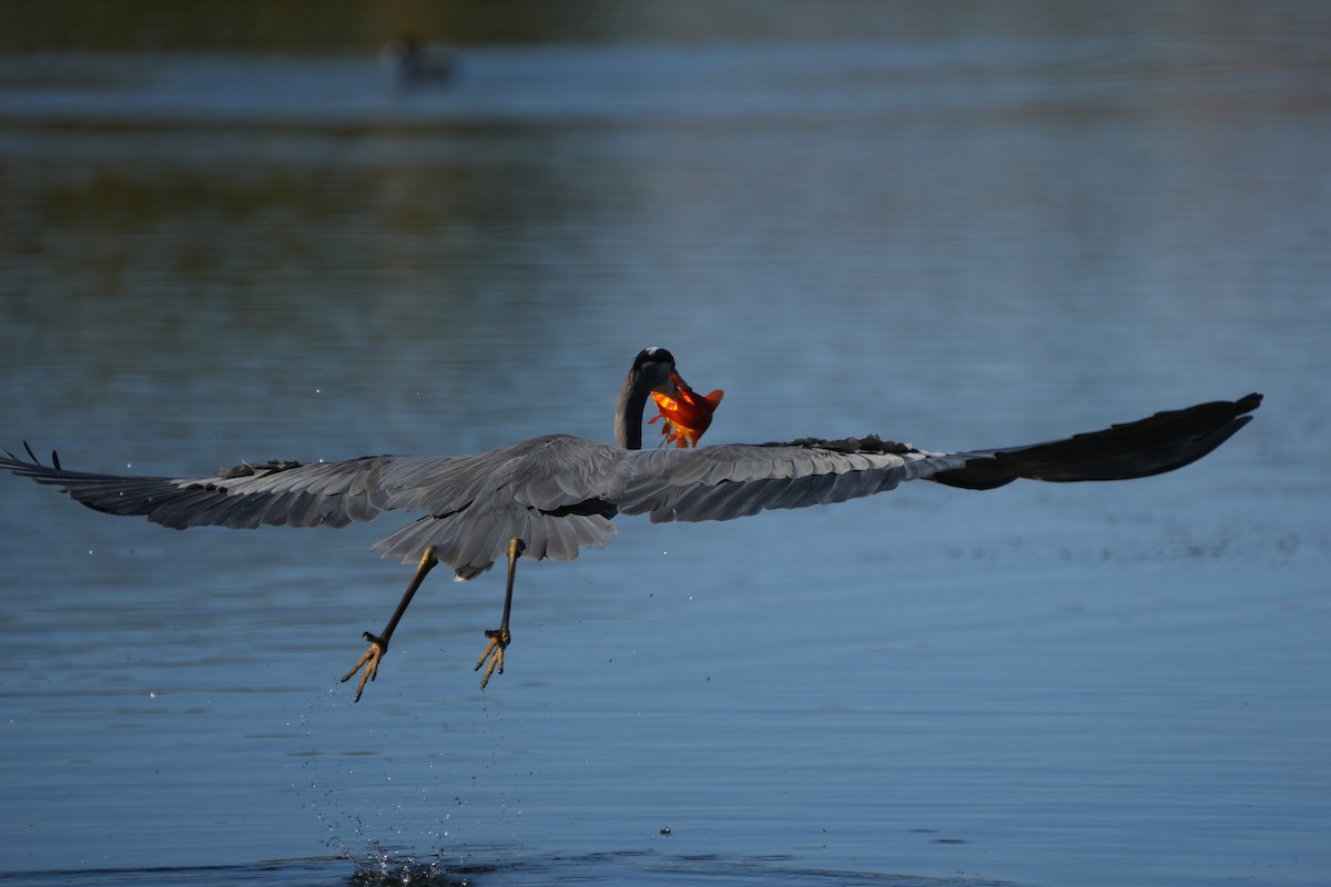 volavka velká - ML646618298