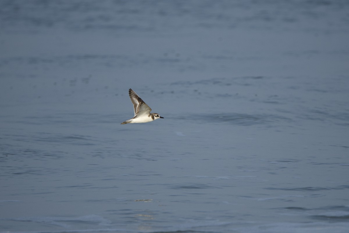 Tibetan Sand-Plover - ML646618300