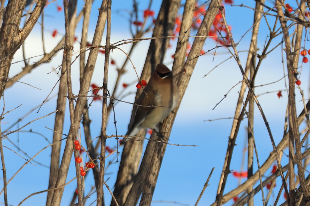 Buztanori amerikarra - ML646618304