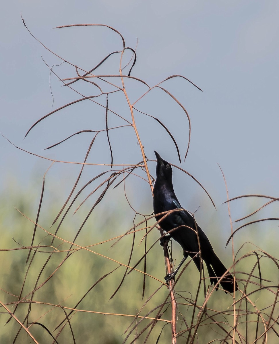 Great-tailed Grackle - ML646618306