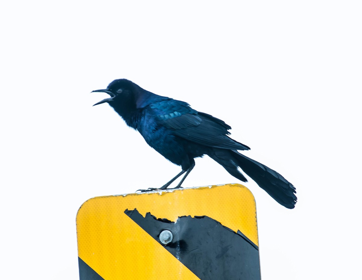 Great-tailed Grackle - ML646618307