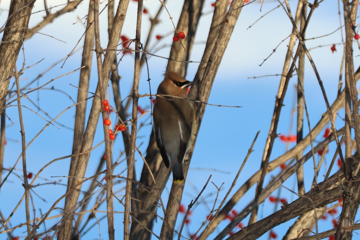 Buztanori amerikarra - ML646618309