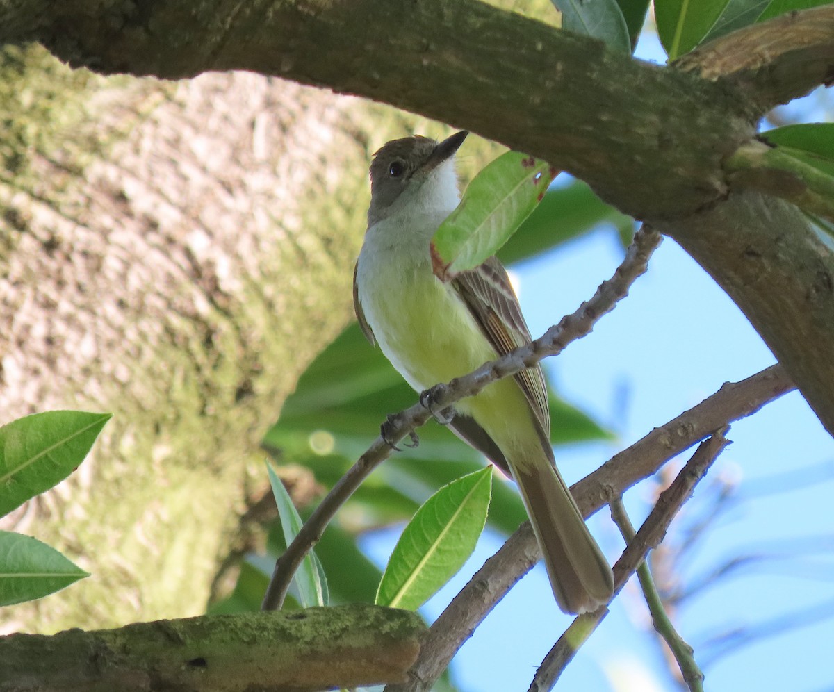 Brown-crested Flycatcher - ML646618313