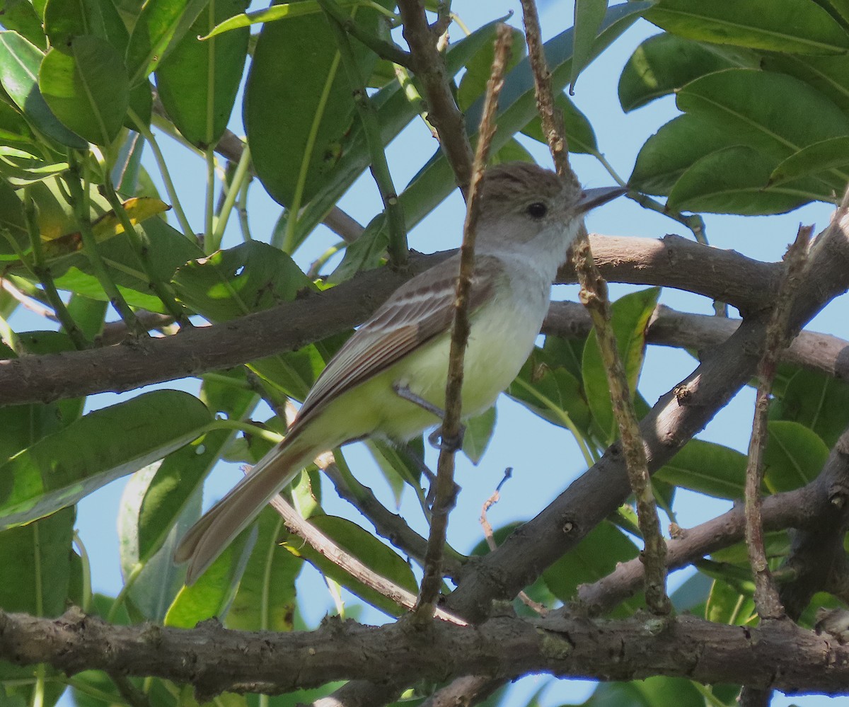 Brown-crested Flycatcher - ML646618314