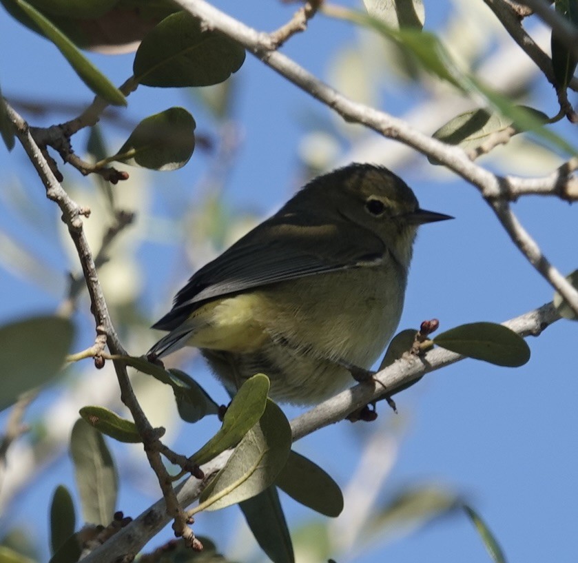 Orange-crowned Warbler - ML646618316