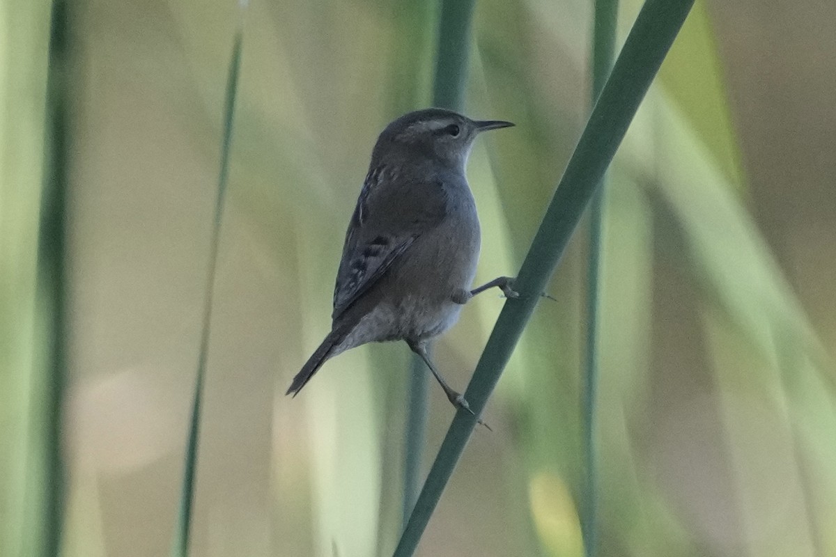 střízlík bažinný - ML646618319