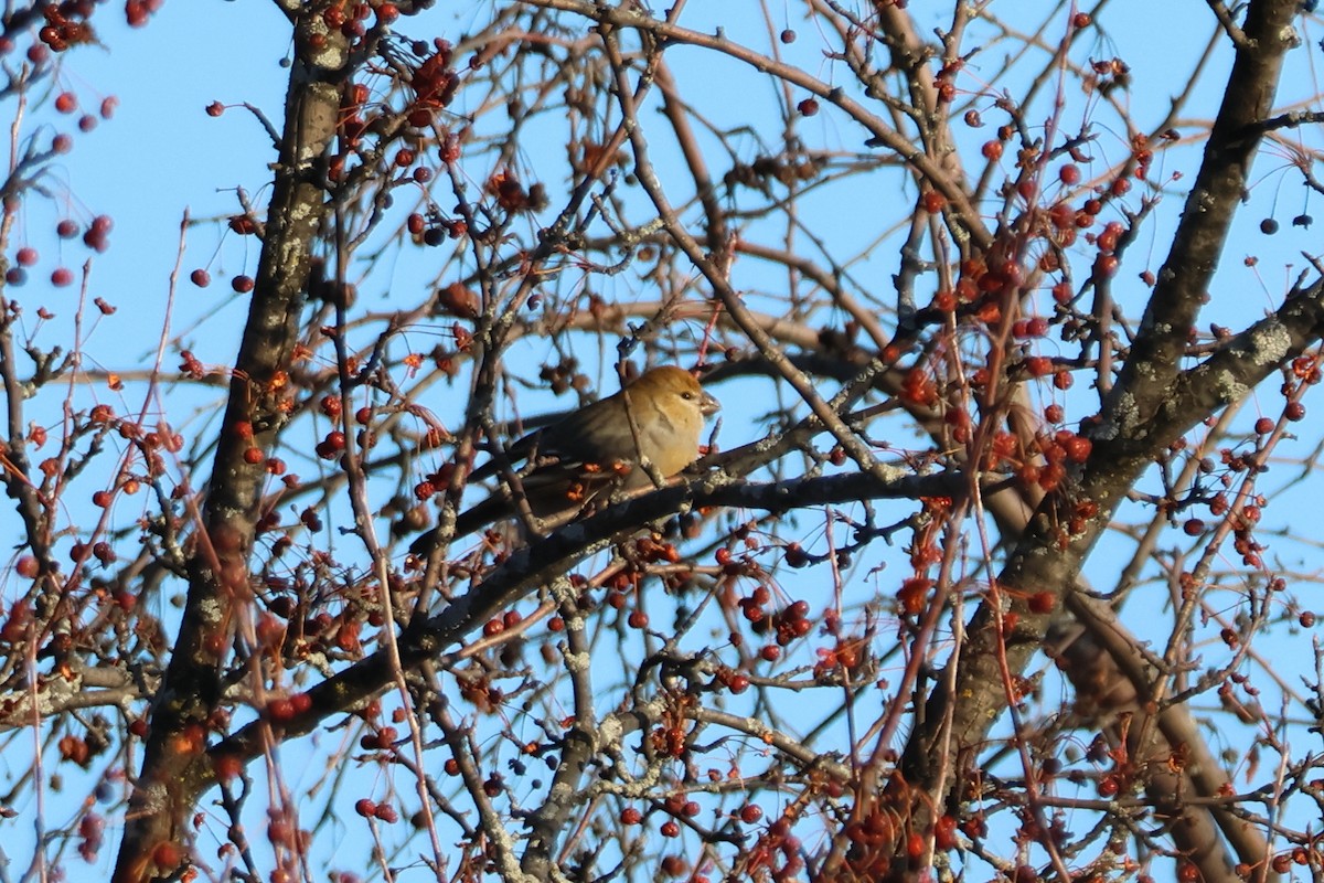 Pinu-gailupa - ML646618324