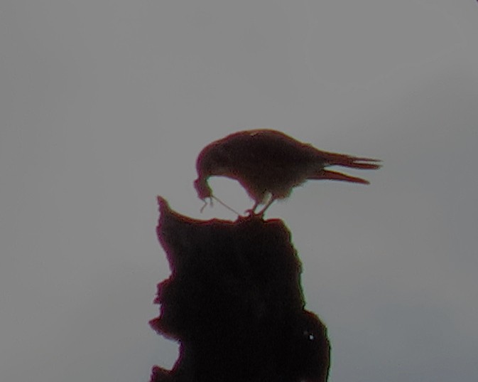 American Kestrel - ML646618326