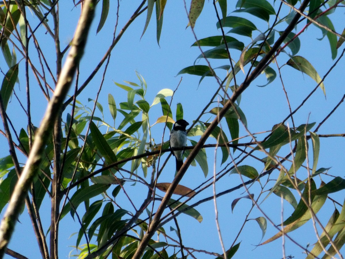 Variable Seedeater - ML646618327