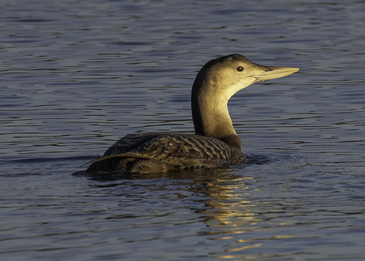 Yellow-billed Loon - ML646618328