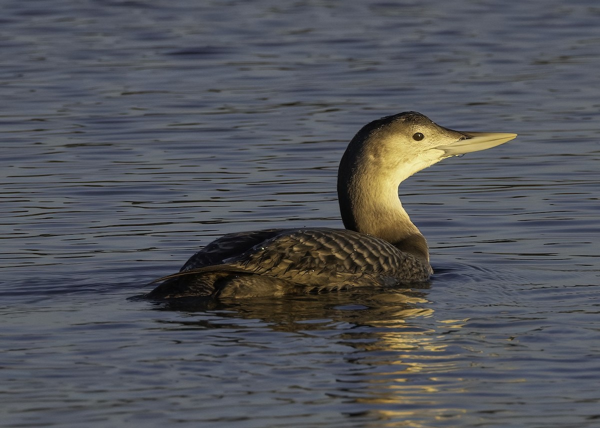 Yellow-billed Loon - ML646618329