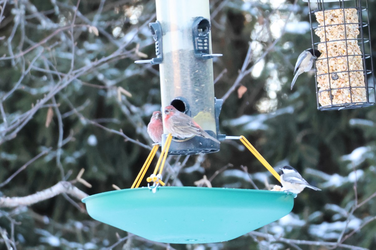 House Finch - ML646618330