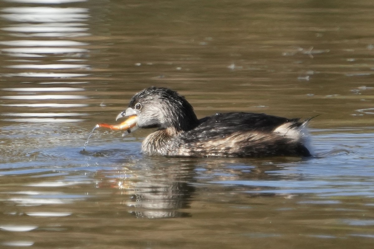 potápka americká - ML646618332