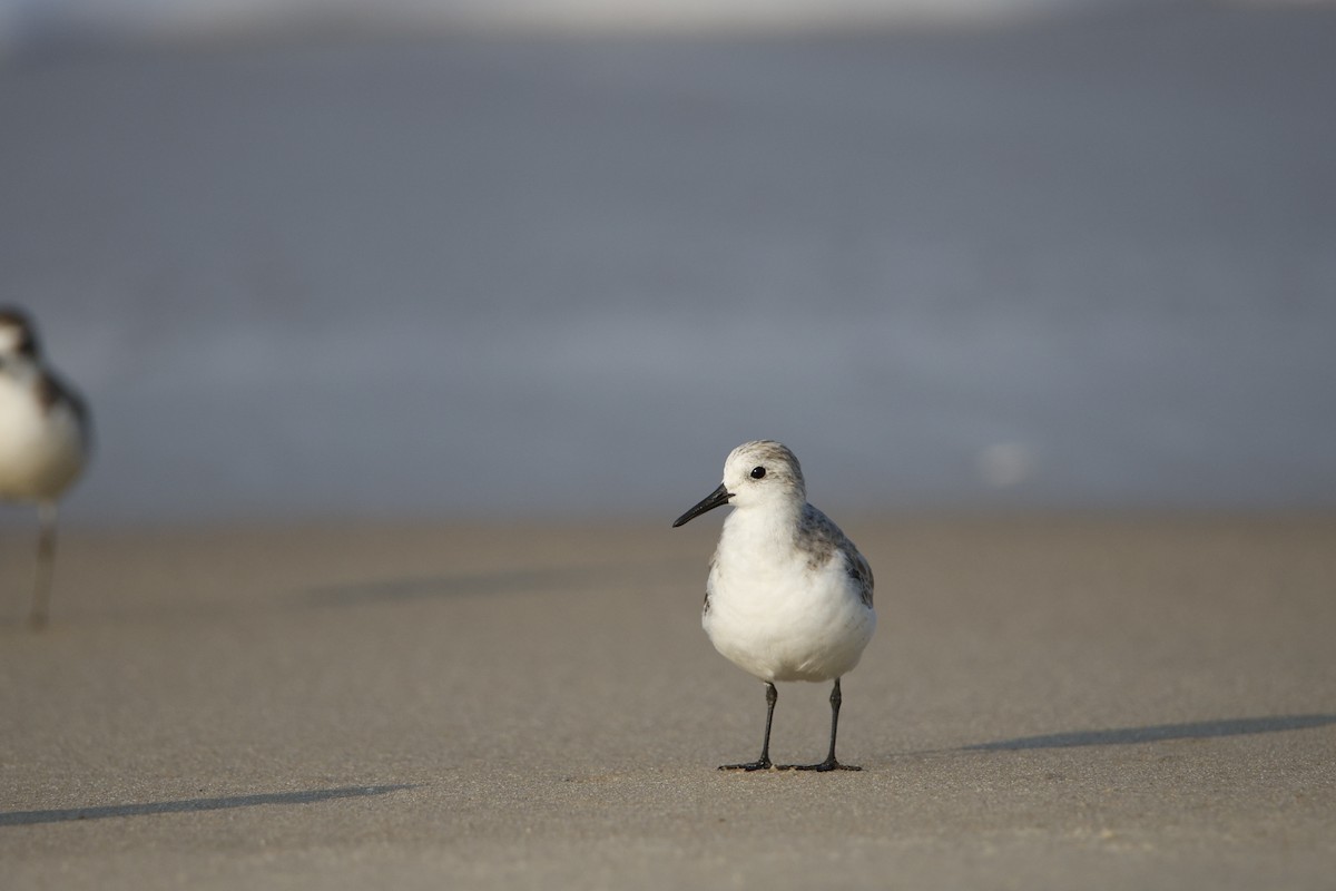 Txirri zuria - ML646618333