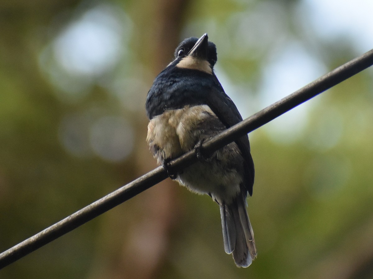 Black-breasted Puffbird - ML646618334