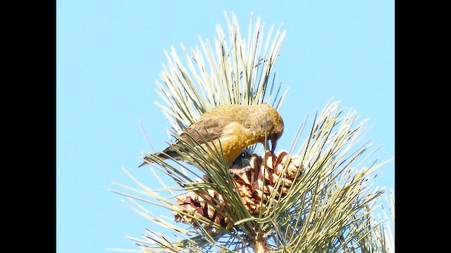 Çaprazgaga (tip 12) - ML646618335