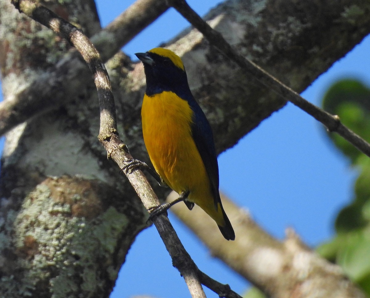 Yellow-crowned Euphonia - ML646618337