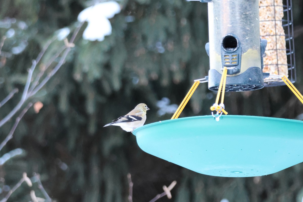 čížek žlutý - ML646618338