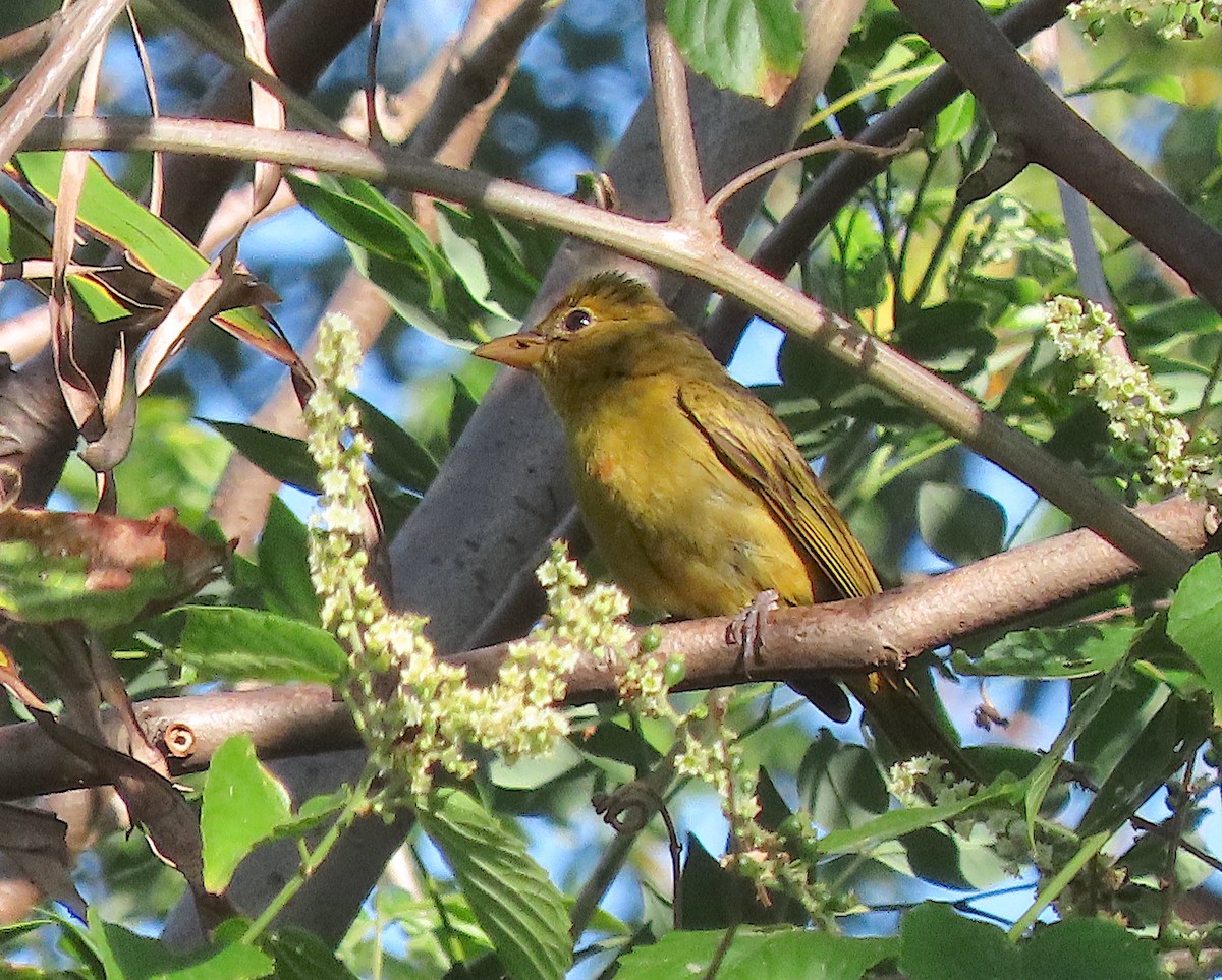 Summer Tanager - ML646618341