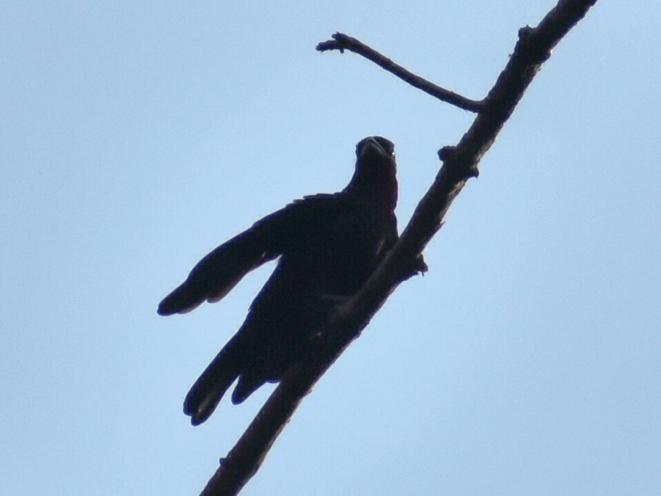 Purple-throated Fruitcrow - ML646618342