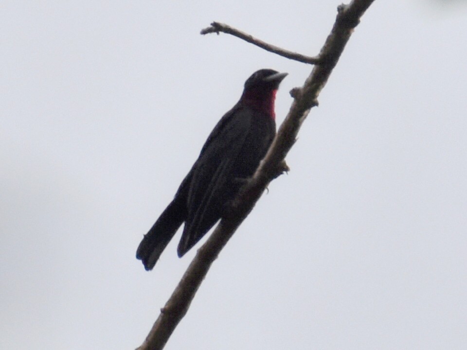 Purple-throated Fruitcrow - ML646618343