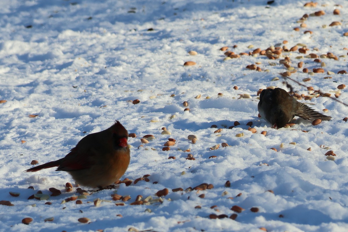 strnadec zimní - ML646618345