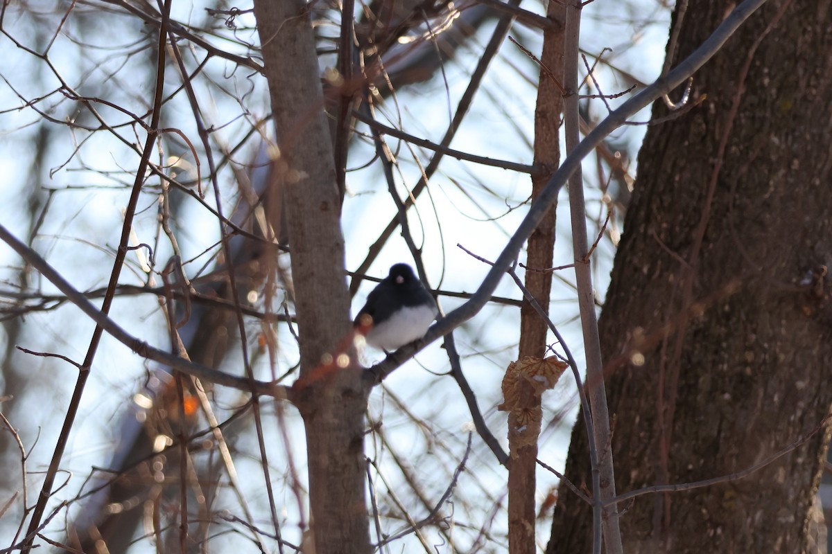 strnadec zimní - ML646618347