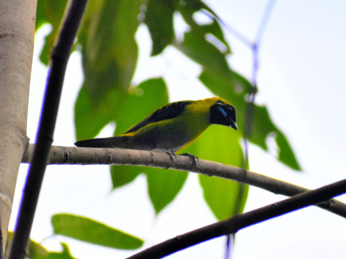 Blue-whiskered Tanager - ML646618351