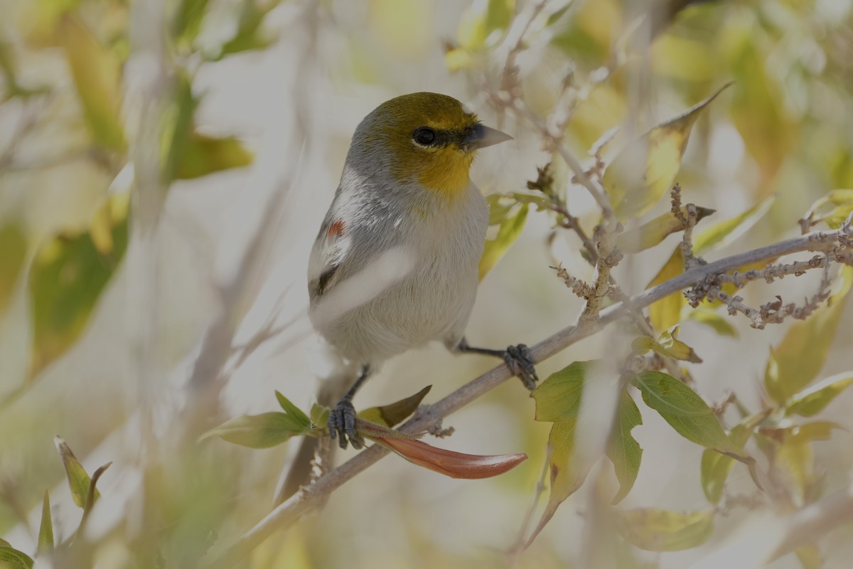 moudivláček žlutohlavý - ML646618354