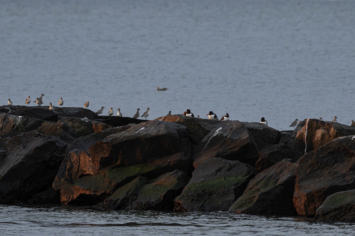 חופזי מנומר - ML646618355